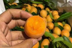 Sốt quả thanh trà: Giá 'chát', chưa kịp về đã cháy hàng