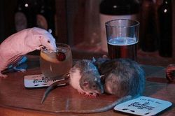 Chi tiền triệu để uống cocktail cùng… chuột cống