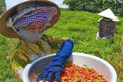 Đồng Tháp: Ớt cuối vụ có giá cao, nhiều nhà vườn lãi lớn