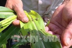 Lai Châu khuyến cáo phun thuốc nhằm giảm thiệt hại do sâu keo mùa thu