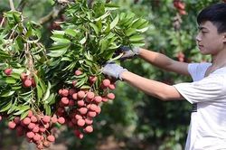 Gian truân hành trình nâng cao giá trị vải thiều Bắc Giang