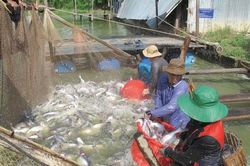 Nhìn lại vụ kiện cá tra, basa