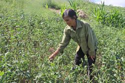 Kbang tập trung phòng trừ bệnh khảm lá đậu