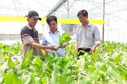 Hướng đến thương hiệu rau An Sơn-Đak Pơ