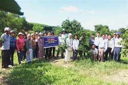 Tập huấn kĩ thuật chăm sóc, phòng trừ sâu bệnh hại cây có múi