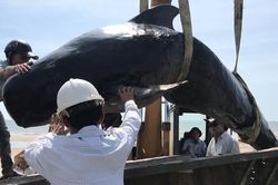 Cá voi nặng gần 1 tấn có vết đạn trên đầu dạt vào bờ biển