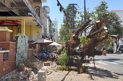 Vì sao chưa xử lý nhóm người ngang nhiên triệt hạ cây cổ thụ trên phố Đà Nẵng?