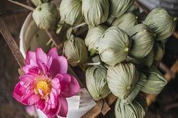 Trà sen được ướp tinh tế như thế nào?