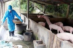 19% tổng đàn lợn của Hà Nội bị tiêu hủy vì dịch tả lợn châu Phi