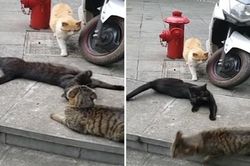 Mèo đen léng phéng bị 'vợ' bắt gặp... kết khó đoán