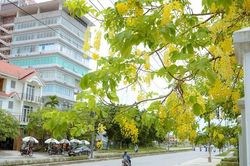 Nao lòng muôn sắc hoa mùa hạ trong lòng xứ Huế