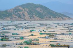 Nghề nuôi tôm hùm thương phẩm trên đảo Bình Ba