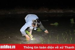 Tránh nắng nóng, người dân trắng đêm thắp đèn đi cấy