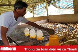 Chuyển đổi cơ cấu vật nuôi sau dịch tả lợn Châu Phi