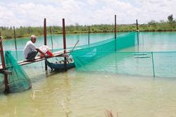 Sản xuất cá thể, nhỏ lẻ sản phẩm khó tiêu thụ, kém cạnh tranh
