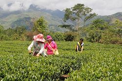 Chuyển đổi cơ cấu cây trồng ở Mường É
