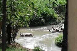 Phát hiện nhiều xác heo chết trôi trên suối ở Đồng Nai