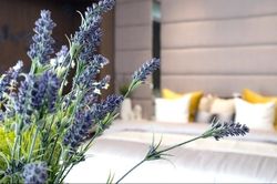 6 loại cây đặt trong phòng giúp bạn ngủ ngon hơn