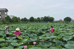 Chụp ảnh hoa sen, phó nháy thu nhập khủng 'khó lường'