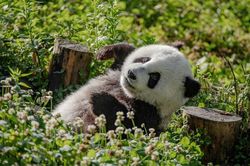 Cuộc sống thần tiên của gấu trúc khiến ai cũng 'hờn chết người'