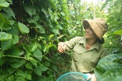 'Cây trăm triệu' bén duyên với vùng đất bán sơn địa Nghệ An
