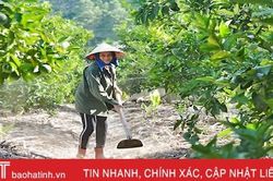 Người dân miền núi Hà Tĩnh dậy từ 3 giờ sáng bơm nước chống hạn cây ăn quả
