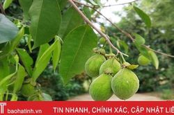 Hạt giống dó trầm Hà Tĩnh bất ngờ tăng giá gấp 10 lần