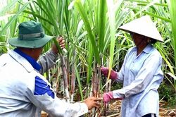 Minh bạch chất lượng mía nguyên liệu để đảm bảo công bằng cho nông dân