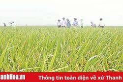 Hiệu quả từ những cánh đồng một giống lúa