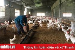 Nâng cao hiệu quả chăn nuôi nông hộ