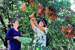 Đánh thức tiềm năng phát triển cây ăn quả trên địa bàn Gia Lai