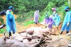 Người chăn nuôi lợn không đơn độc