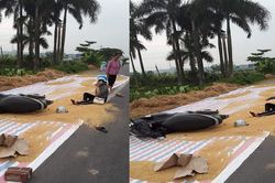 Ngã sấp mặt vì người dân phơi lúa bên đường