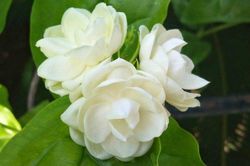 Muốn ngủ ngon hãy đặt ngay 6 loại cây này trong phòng