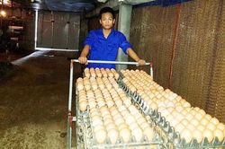 Khuyến khích nông dân sản xuất an toàn