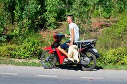 Vụ 'hôi vịt' ở Quảng Bình: Công an vào cuộc điều tra