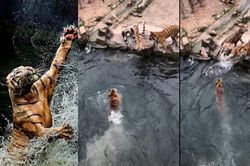 Đàn hổ thi nhau tung người lên không để vồ miếng thịt trong thất bại
