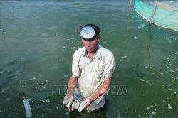 Nuôi hải sâm kết hợp sinh vật khác - hướng đi mới tạo sinh kế bền vững