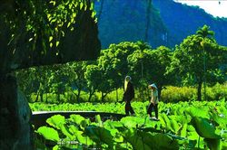 Bích Động đẹp nên thơ trong mùa sen ngát hương