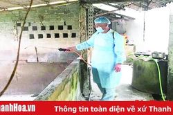 Tăng cường công tác chỉ đạo phòng chống, ngăn chặn bệnh dịch tả lợn châu Phi