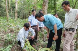 Lãnh đạo huyện Cam Lộ tìm hiểu mô hình trồng cây dưới tán rừng