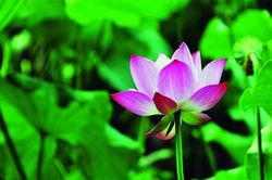 Biến tướng trào lưu chụp ảnh hoa