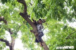 Người 'nhện' đu mình hái sấu non trên phố Thủ đô