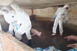 Sóc Trăng tiêu hủy gần 50 tấn thịt lợn do dịch tả lợn châu Phi