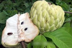 Thu lãi trăm triệu/năm nhờ vườn mãng cầu siêu khổng lồ