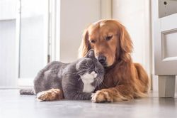 Sự thật 'sốc' người thích chó hạnh phúc hơn người thích mèo