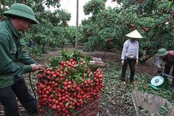 Vải thiều Lục Ngạn giúp bác nông dân này một phút đổi đời thành tỷ phú