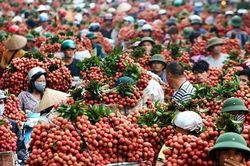 Thương nhân Trung Quốc ùn ùn tới vựa vải thiều lớn nhất Việt Nam