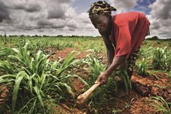 AfDB và Hàn Quốc tăng cường hỗ trợ ngành nông nghiệp châu Phi