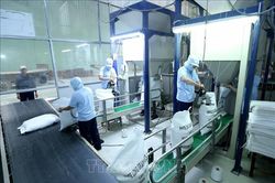 Nhu cầu yếu khiến giá gạo Ấn Độ và Việt Nam đi xuống